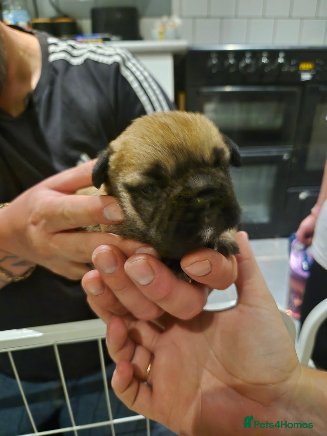 Mixed Breed dogs for sale: Female french bulldog pup - Advert 6