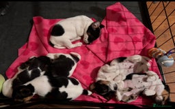 Mixed Breed dogs for sale: 6 Jack Russell x Yorkshire Terrier Puppies  - Image 8