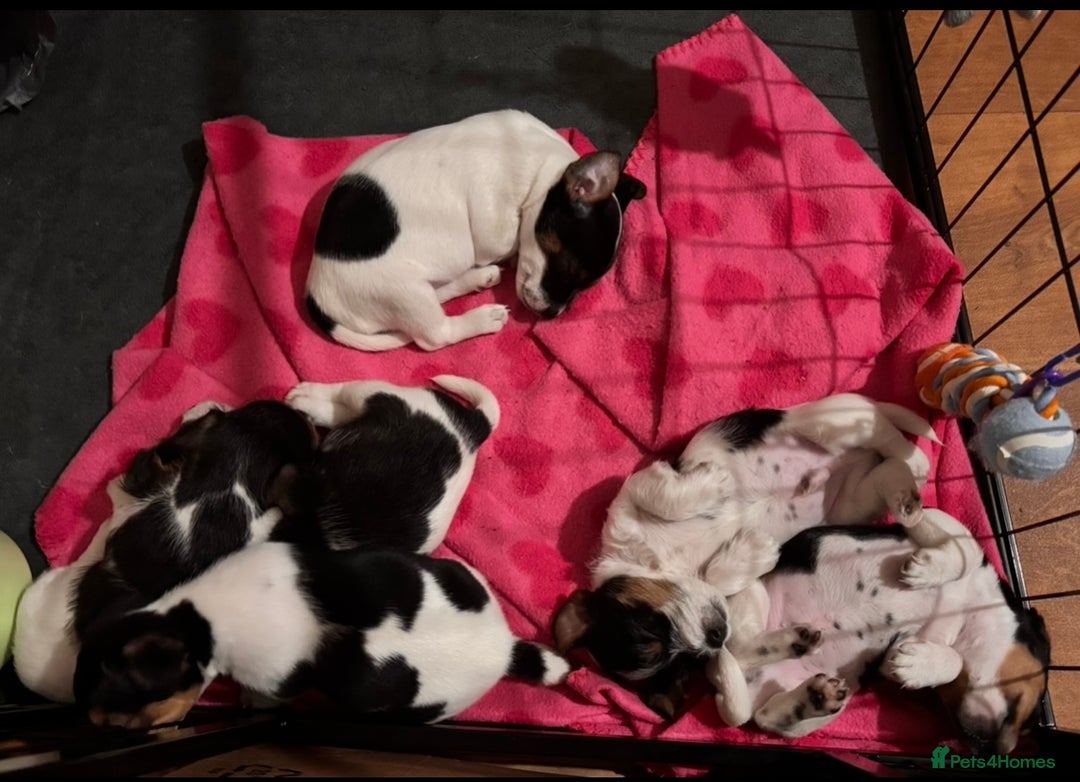 Mixed Breed dogs for sale: 6 Jack Russell x Yorkshire Terrier Puppies  - Image 8