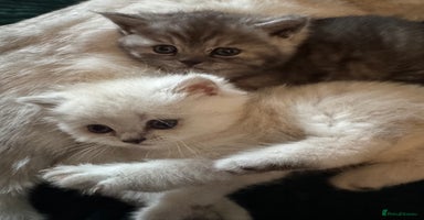 British Shorthair cats - Advert 13