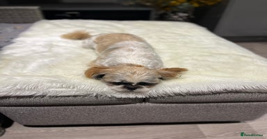 Shih Tzu dogs - Advert 3