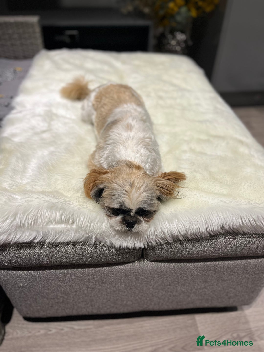 Shih Tzu dogs for sale: 2 female pedigree shih tzu (rehome) - Image 3