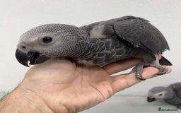 Parrots birds for sale: Tamed African Grey Parrots Available For Sale - Image 11