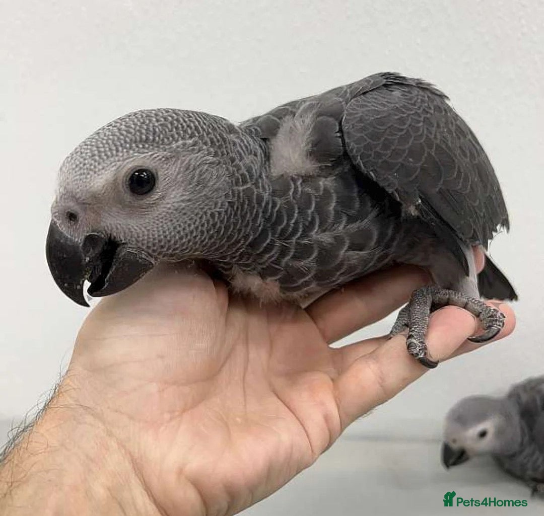 Parrots birds for sale: Tamed African Grey Parrots Available For Sale - Image 11
