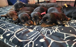Miniature Dachshund dogs for sale: Miniature dachsund  - Image 4