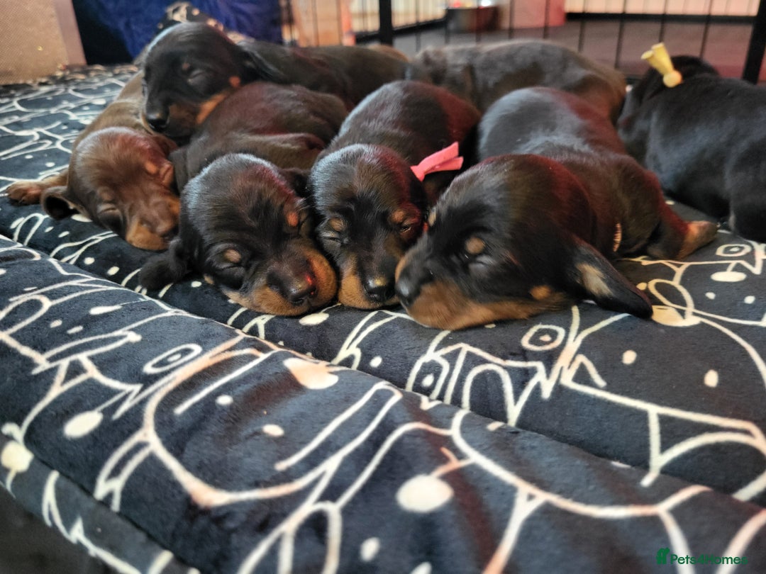 Miniature Dachshund dogs for sale: Miniature dachsund  - Image 4
