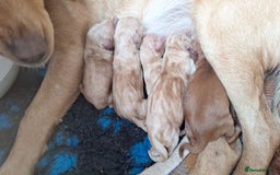 Cockerdor dogs for sale: Cockerdor puppies - Image 5