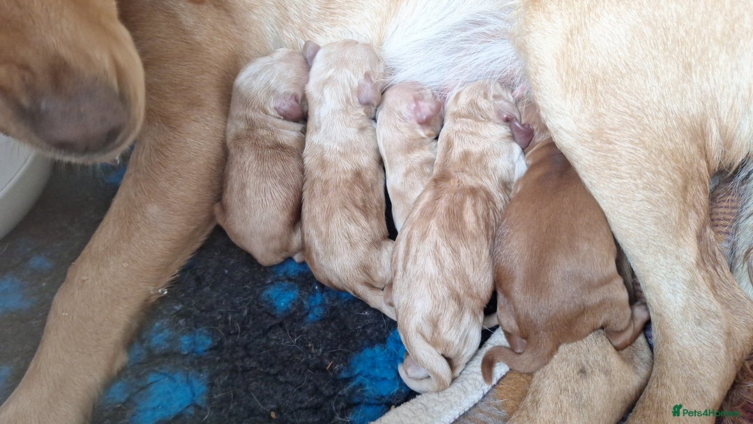 Cockerdor dogs for sale: Cockerdor puppies - Image 5