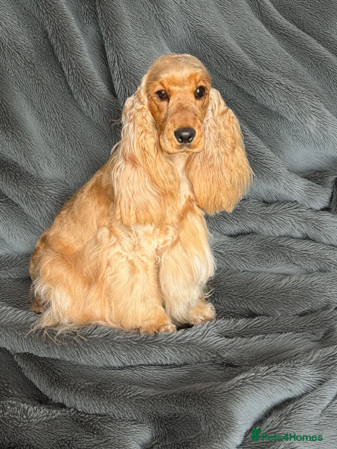 Cocker Spaniel dogs for sale: A Lovely Golden Girl Looking for Her Forever Home - Advert 2