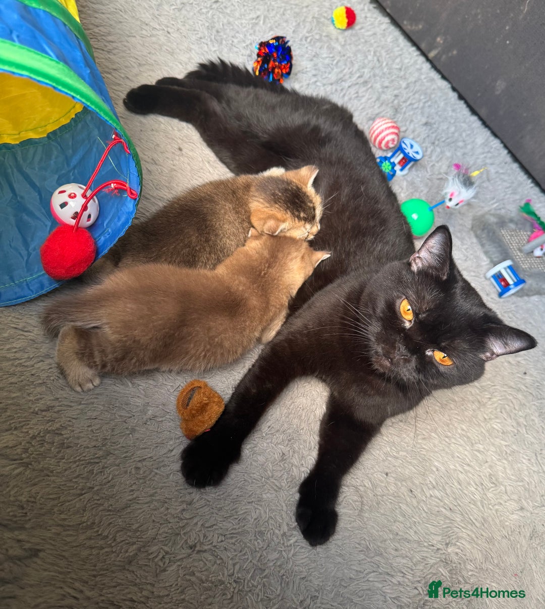 British Shorthair cats for sale: 💖 Stunning BSH kittens - ready for reservations💖 - Image 15