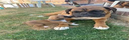 Boxer dogs for sale: Boxer puppies kc registered 5 star council licence - Advert 10