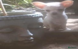 Chihuahua dogs for stud: Proven Lilac KC registered chihuahua for stud  in Liverpool - Image 21