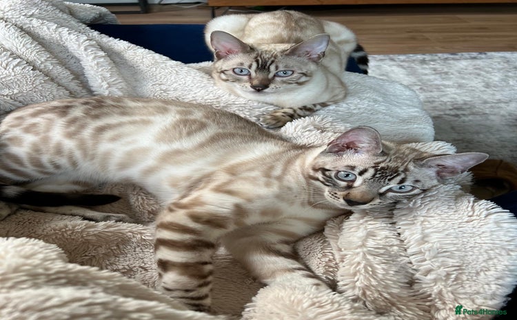 Bengal cats - Advert 2