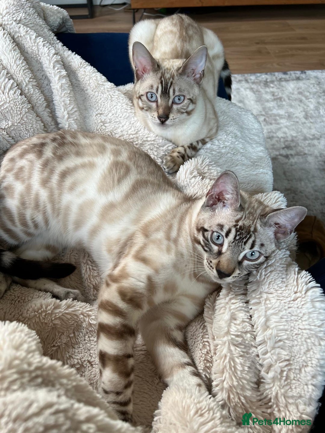 Bengal cats for sale: Bengal bother & sister - Image 1