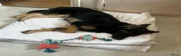 German Shepherd dogs for sale: Loving German Shepherd male - Advert 14
