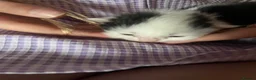 Mixed Breed cats for sale: 3 Litters of Loving and Playful Kittens  - Advert 16