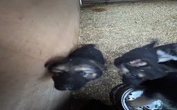 German Shepherd dogs for sale: German shepherd puppies  - Advert 11