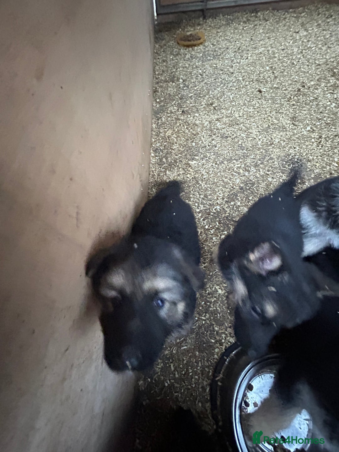 German Shepherd dogs for sale: German shepherd puppies  - Advert 11