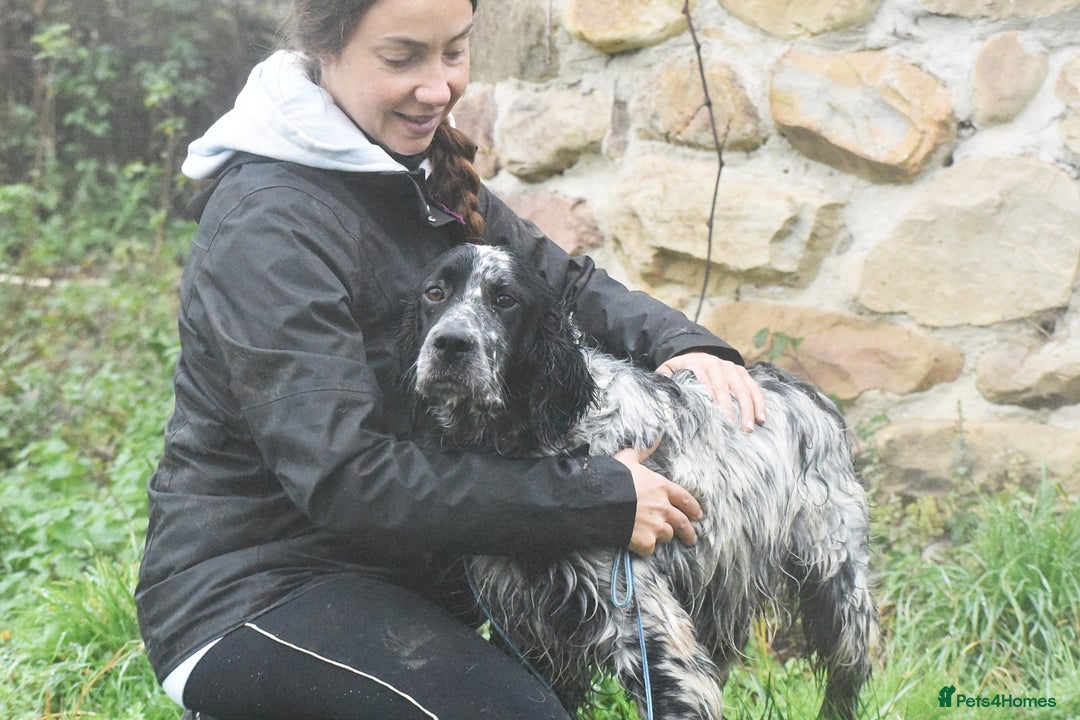 English Setter dogs for adoption: Aquiles - Advert 4