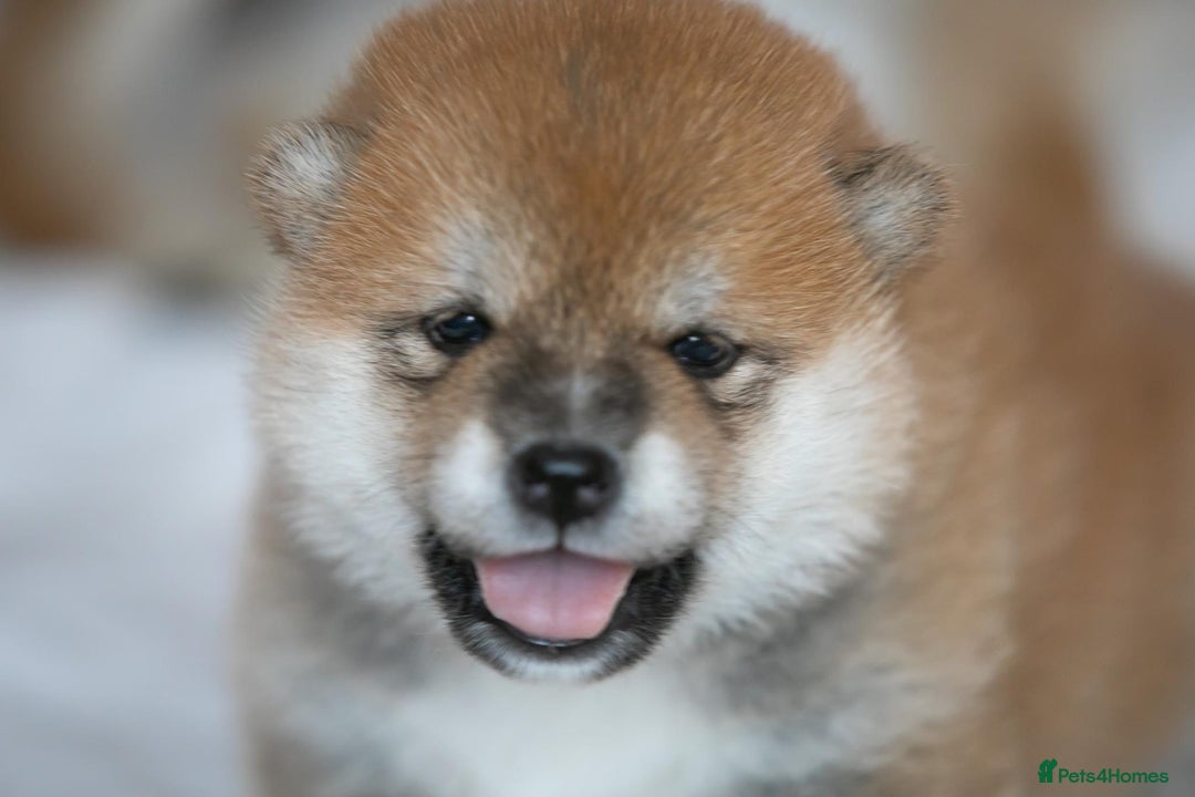 Japanese Shiba Inu dogs for sale: Outstanding quality two girls available. - Advert 15