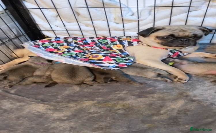 Pug dogs Home raise fawn&black Pug puppies - Advert 8