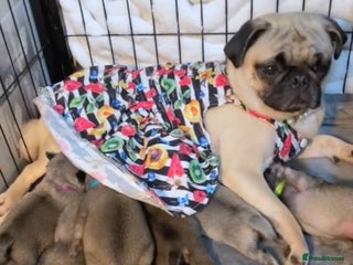 Pug dogs Home raise fawn&black Pug puppies - Advert 1