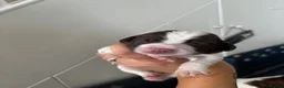 English Springer Spaniel dogs for sale: Working Pure Springer Spaniel Puppies  - Advert 8