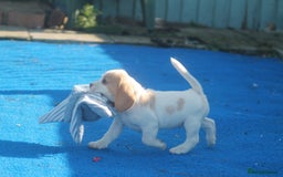 Beagle dogs for sale: CHUNKY KENNEL CLUB REG BEAGLE PUPPIES - Image 2