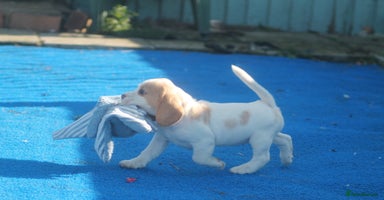 Beagle dogs - Advert 13
