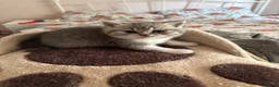 British Shorthair cats for sale: GCCF registered British Shorthair Kittens in Larne - Advert 3