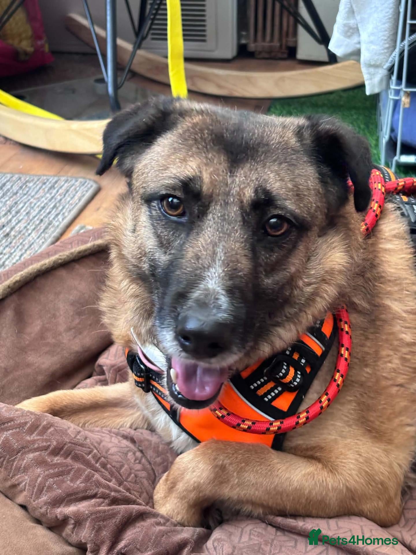 Mixed Breed dogs for adoption: Gallina for adoption - Advert 1