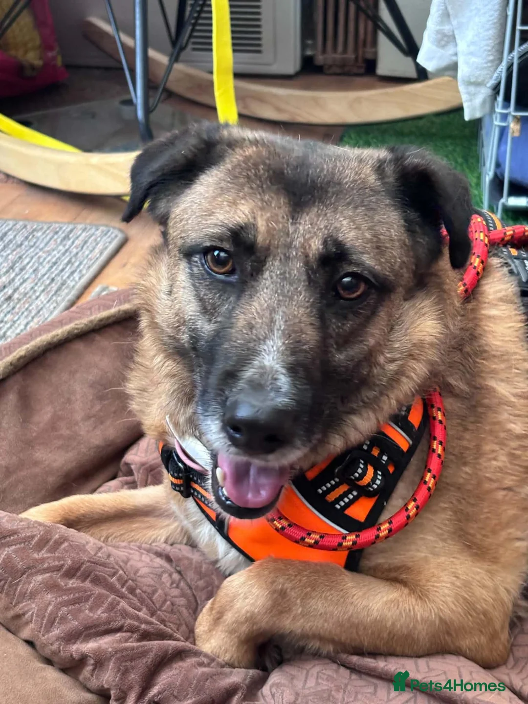 Mixed Breed dogs for adoption: Gallina for adoption in Leigh-on-Sea - Advert 1