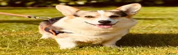Welsh Corgi Pembroke dogs for sale: Stunning pedigree puppies, health tested parents in Manchester - Advert 5