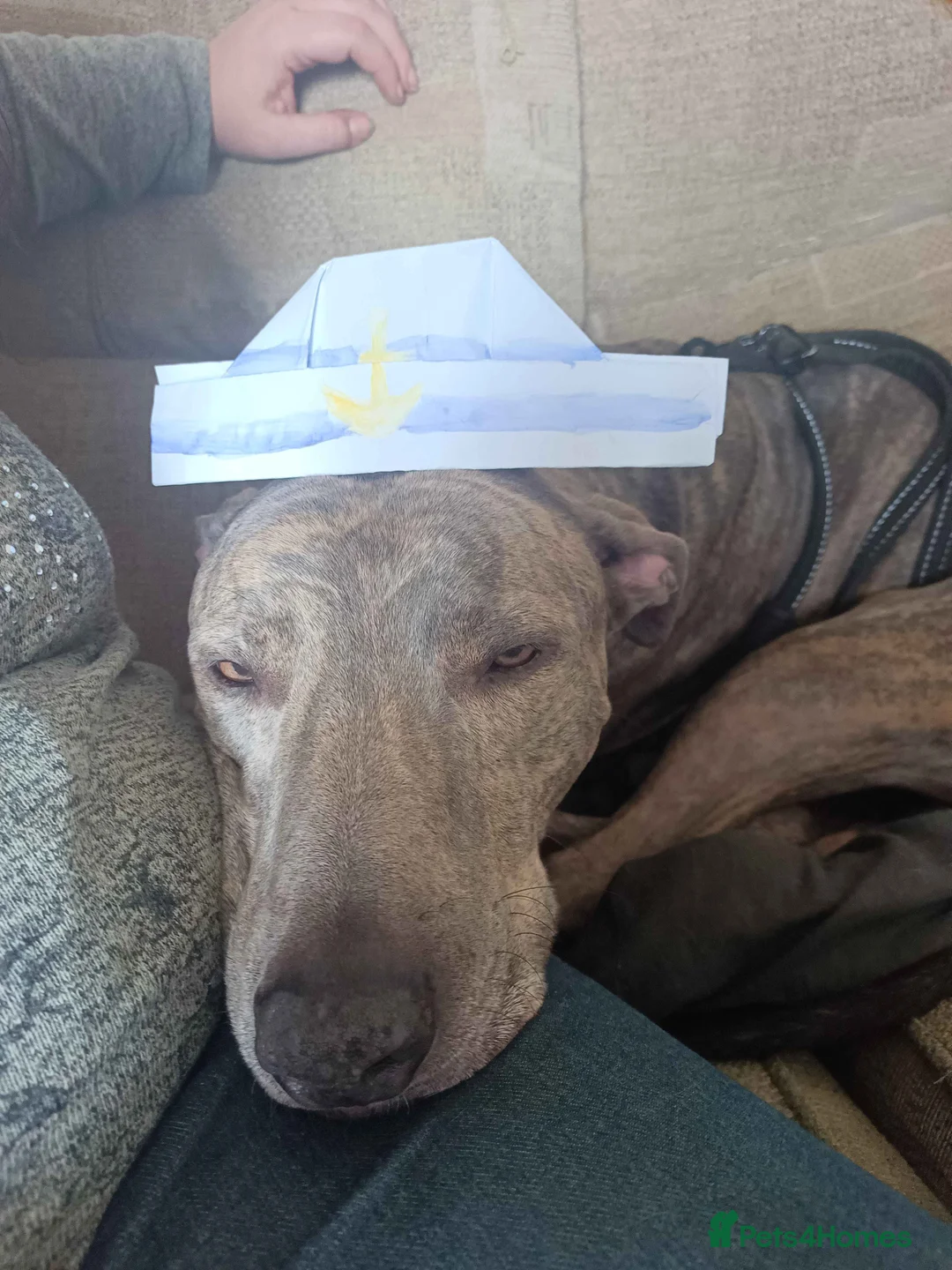 Lurcher dogs for sale: Beautiful Working Stock Female Lurcher Puppy - Advert 20