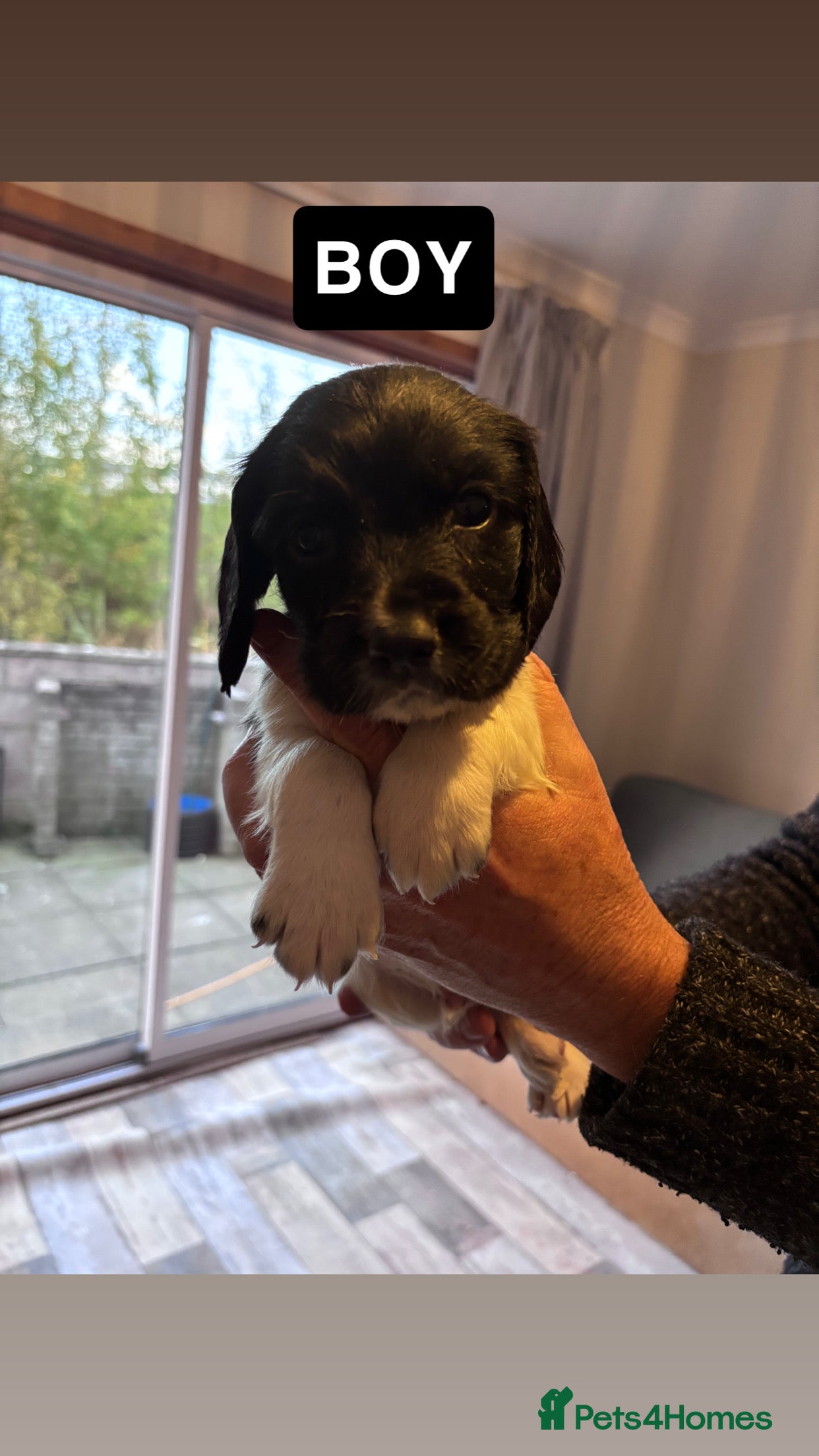 Sprocker dogs Sprocker Puppies For Sale - Advert 2