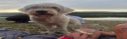 Goldendoodle dogs for sale: Beautiful 1 year old goldendoodle for adoption  - Advert 3