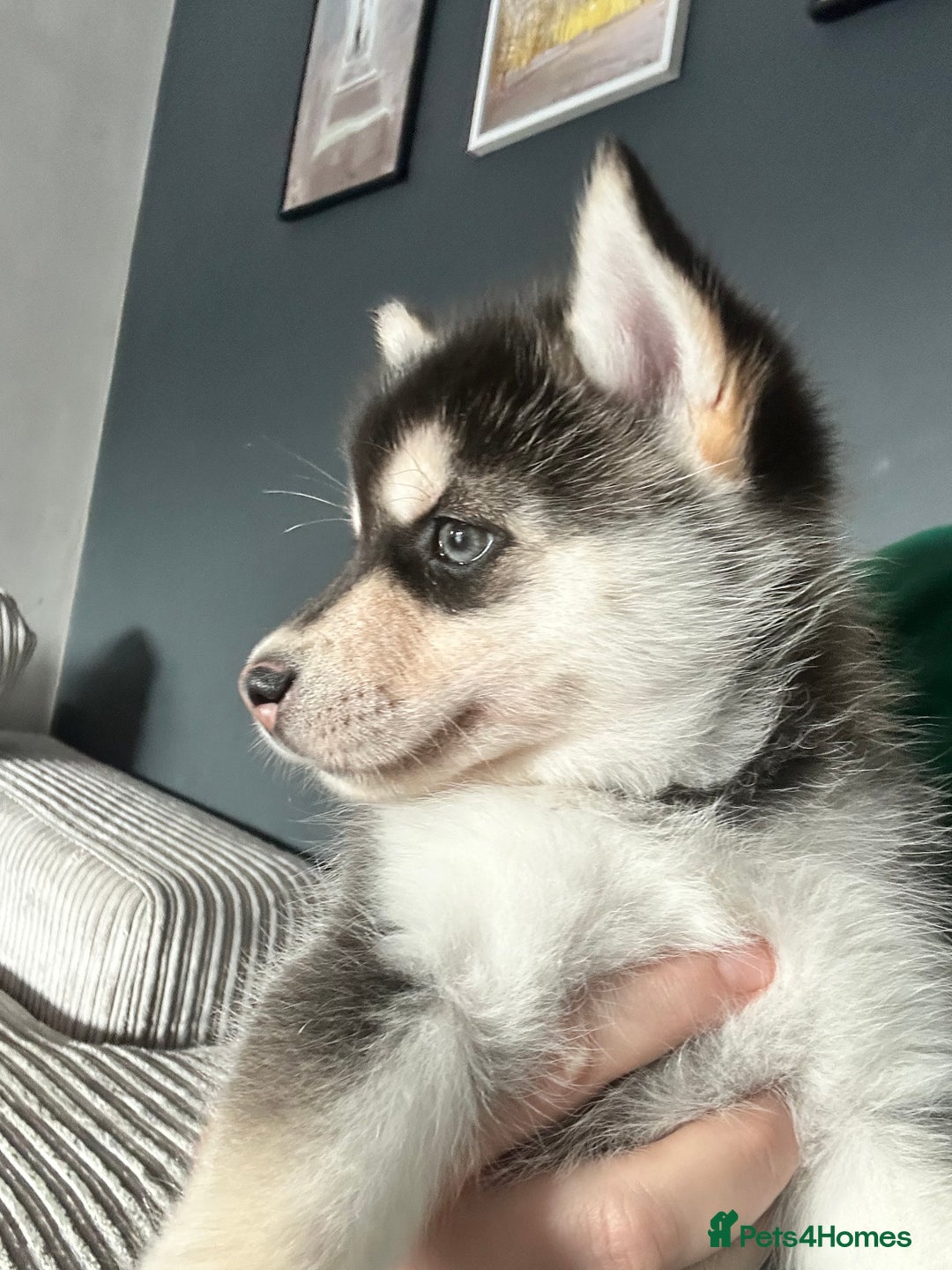 Pomsky dogs for sale: Beautiful husky marked Pomskies  - Image 8