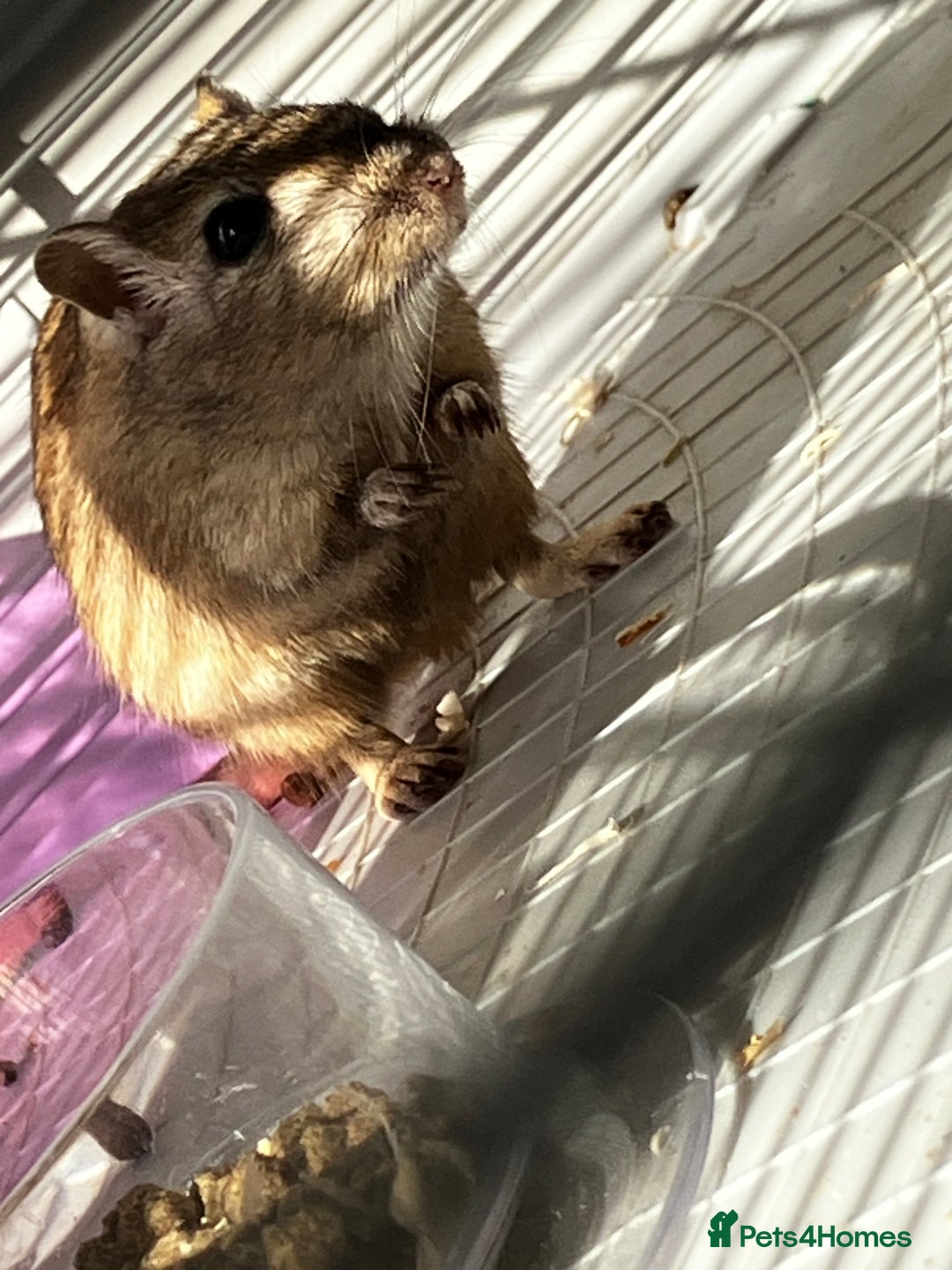 Gerbil rodents for sale: 2 female gerbils by blood sisters  - Advert 7