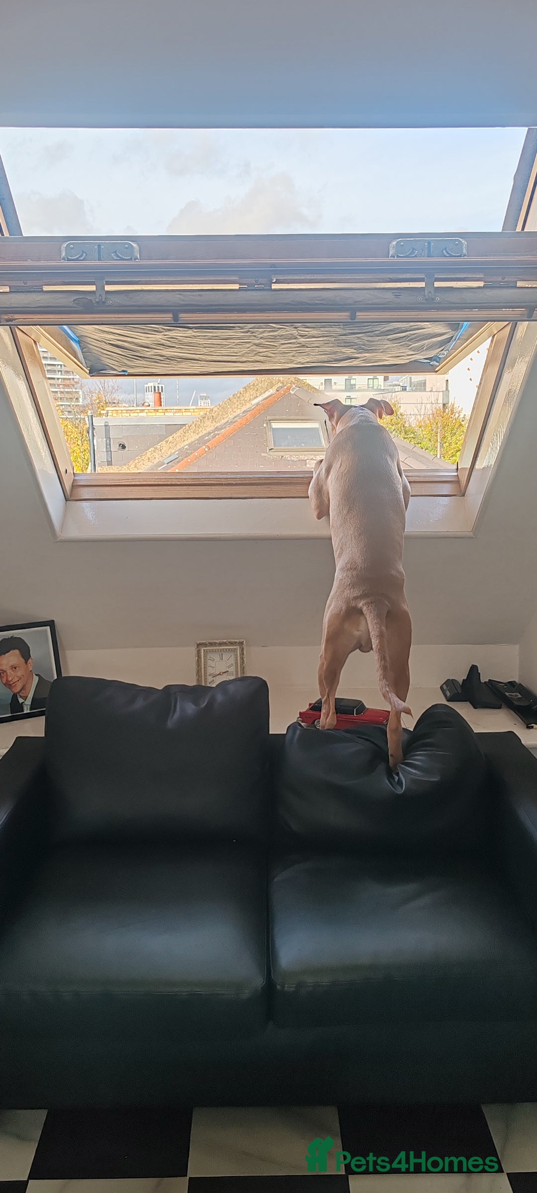 Mixed Breed dogs for sale: 10 month pup looking for forever loving home  - Advert 13