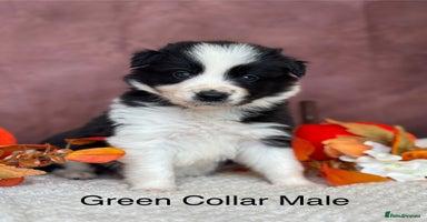 Border Collie dogs - Advert 5