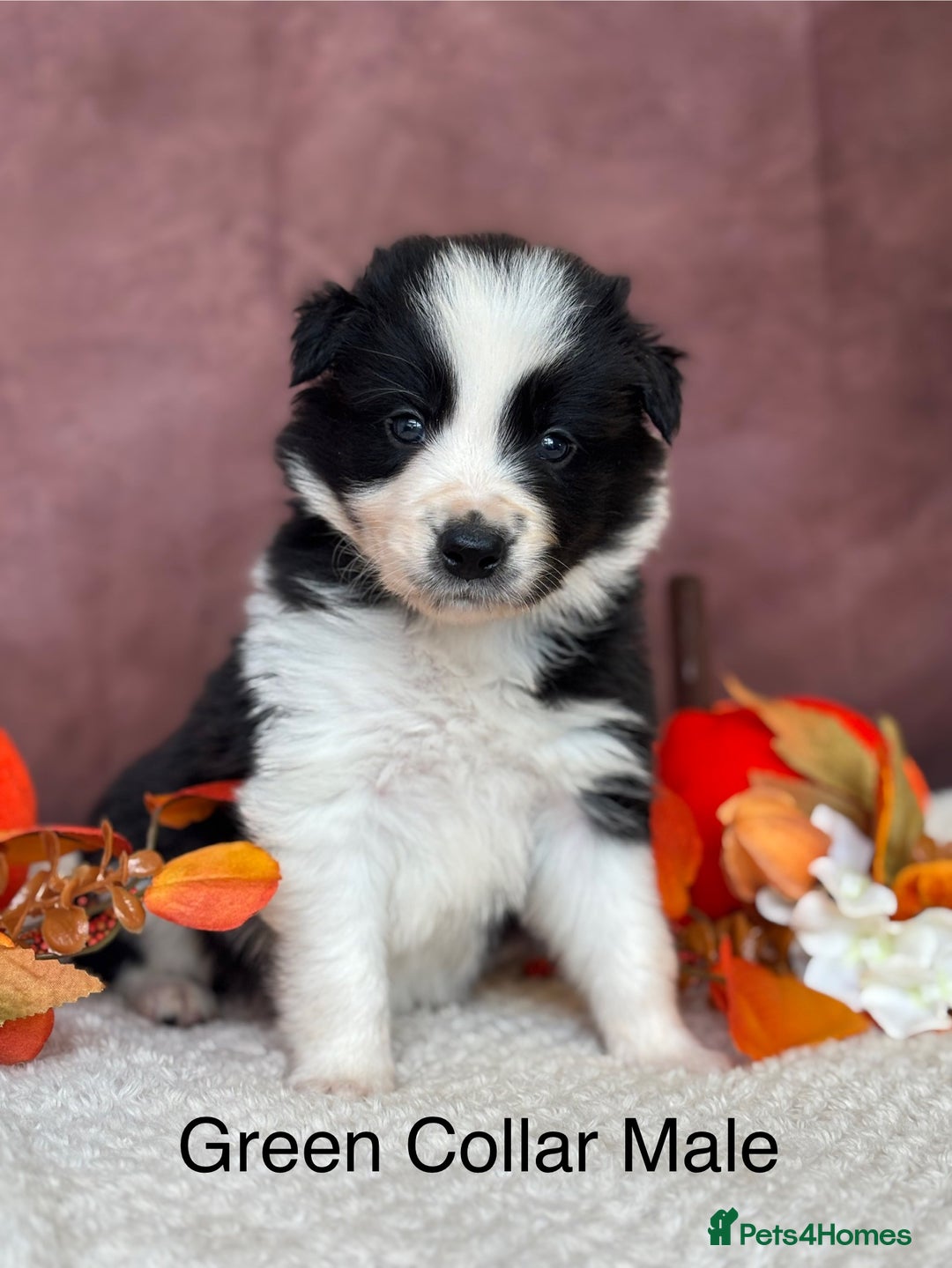 Border Collie dogs for sale: 7 Beautiful Black&White Border Collie Puppies 🐶 - Image 3