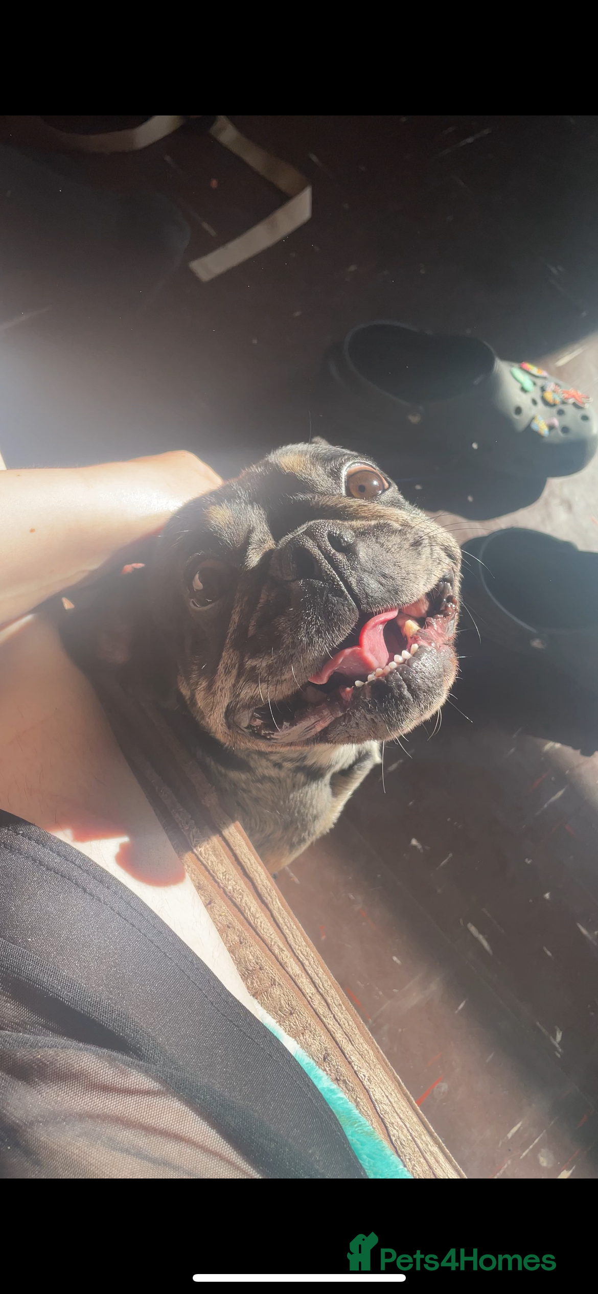 French Bulldog dogs Coco  - Advert 2