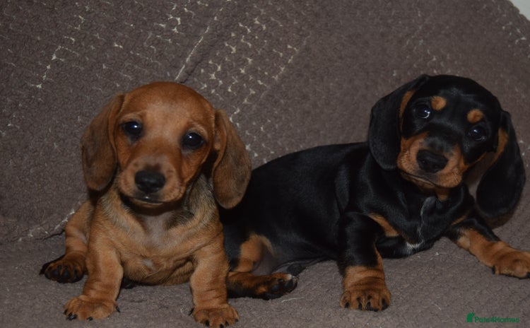 Dachshund dogs - Advert 1