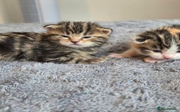 Scottish Fold cats for sale: Beautiful Scottish Folds - Image 6