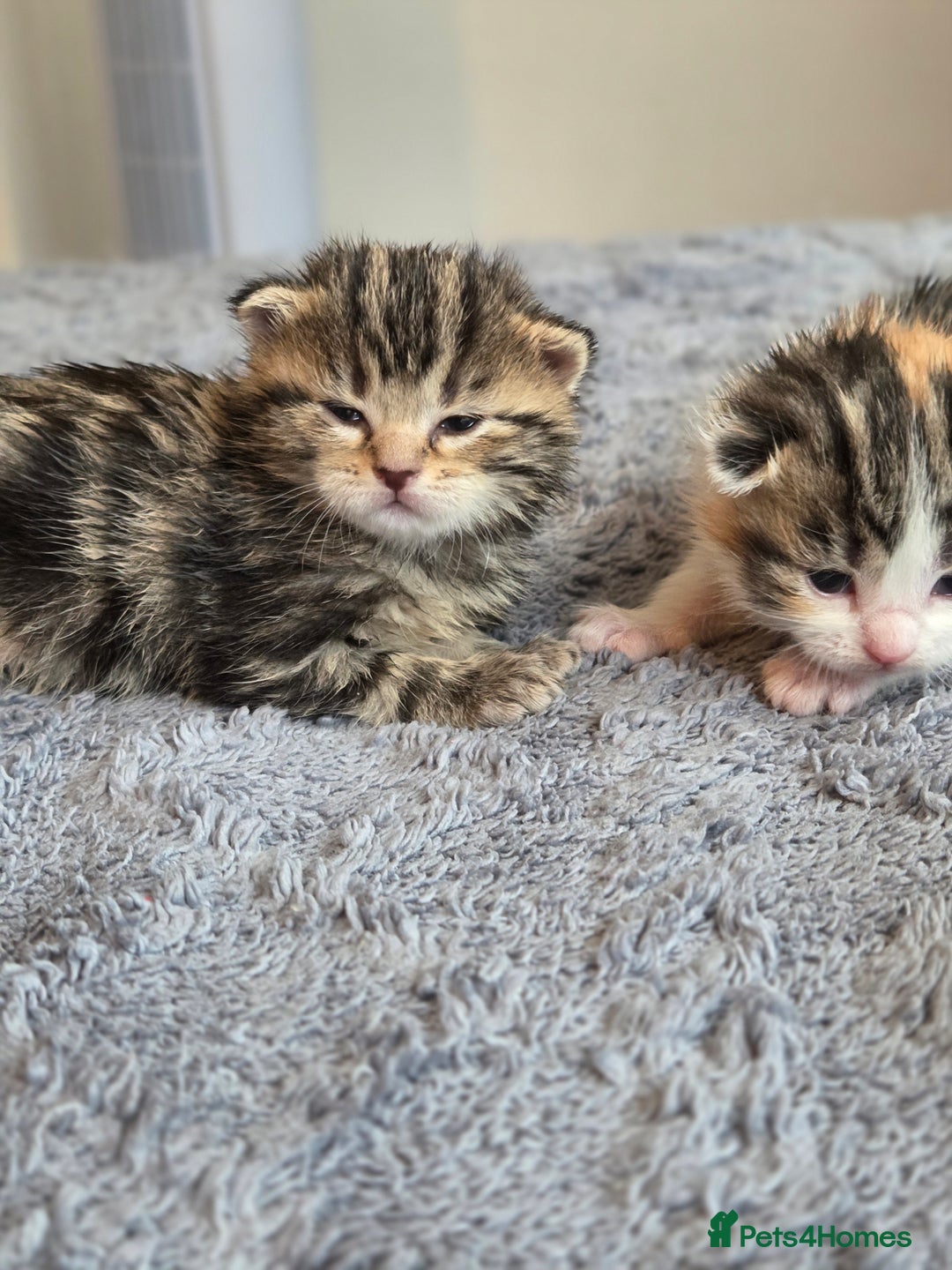 Scottish Fold cats for sale: Beautiful Scottish Folds - Image 6