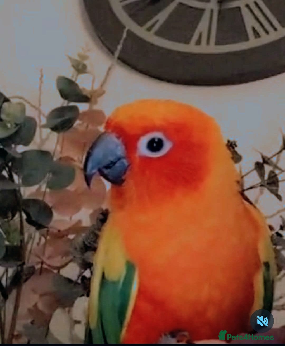 Conures birds Sun Conure  - Advert 10