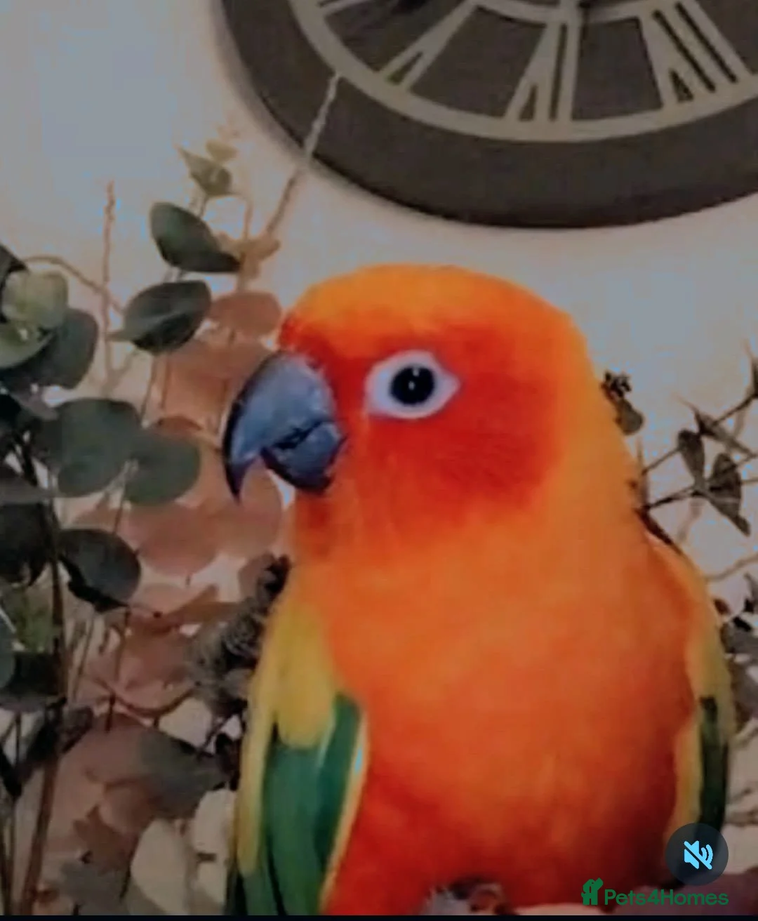 Conures birds for sale: Sun Conure  - Advert 3