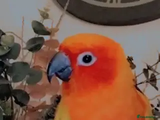 Conures birds Sun Conure - Advert 10