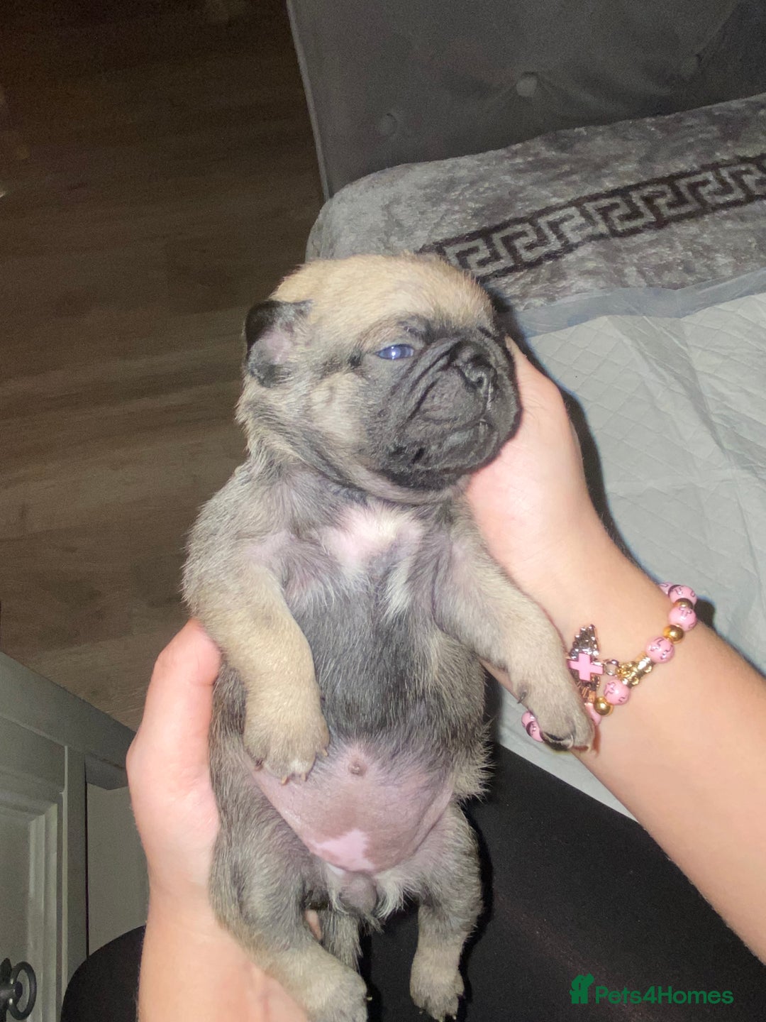 Pug dogs for sale: Beautiful Purebred Pug Puppies for Loving Homes - Advert 6