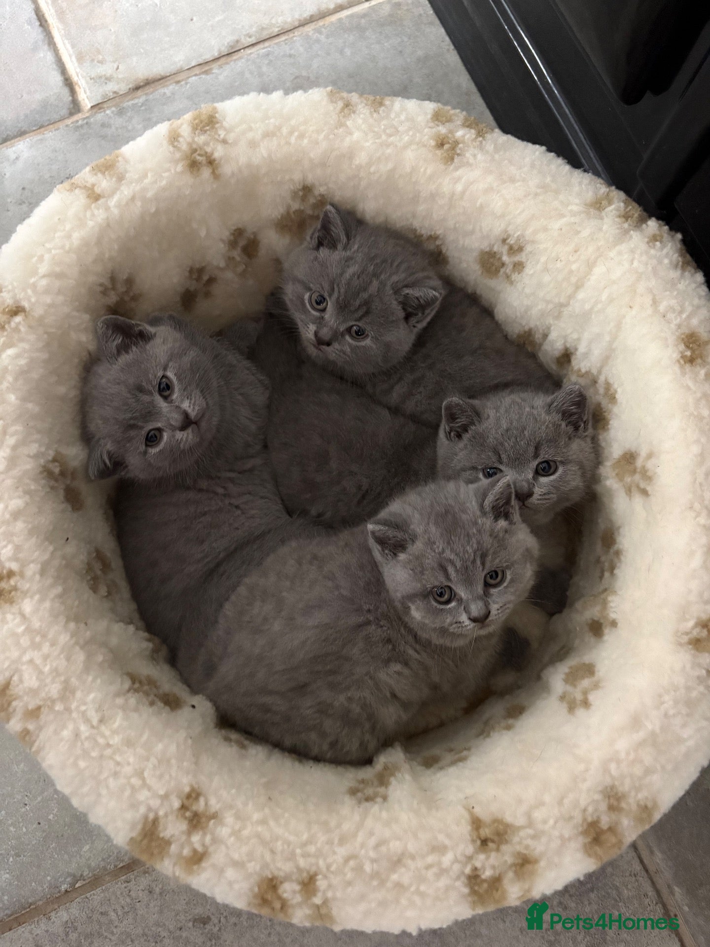 British Shorthair cats Betsy’s (Scottish fold) babies (British shorthair) - Advert 1